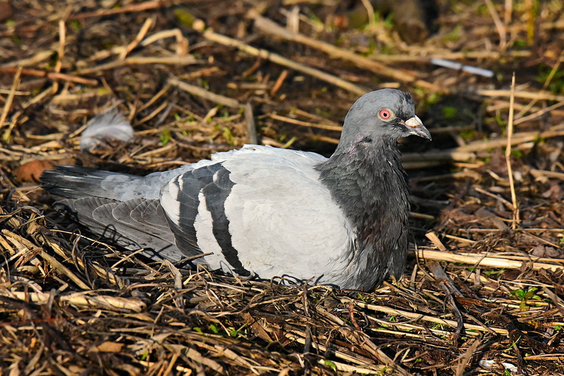 black color, animal wildlife, wildlife, one animal, beak, looking, bird, plumage, twig, animal nest, eye, outdoors, 4K, rock dove, resting, head, animal themes