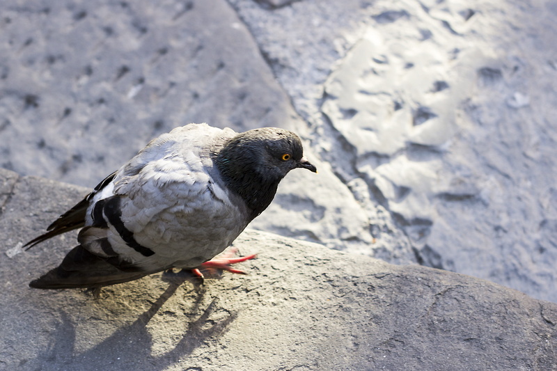day, animal wildlife, no people, close-up, birds, sunlight, winter, one animal, focus on foreground, animal life, animals in the wild, outdoors, rock - object
