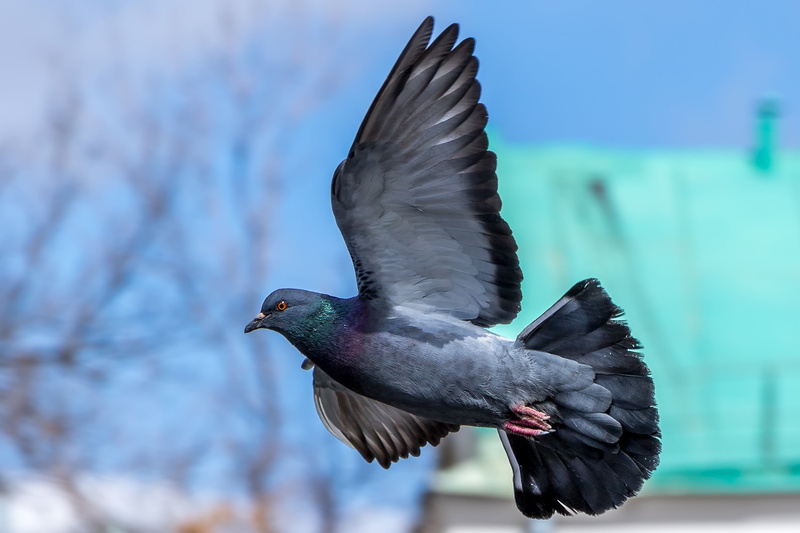 nature, wildlife, outdoors, fly, motion, 2K, animals in the wild, vertebrate, flying, plumage, animal wildlife, wild bird, animal body part, day, feathers