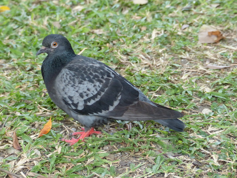 field, land, one animal, wild, Rock, hunting, animal themes, pond, wildlife, children playing, Rock Pigeon, Bird, focus on foreground, no people, animals in the wild