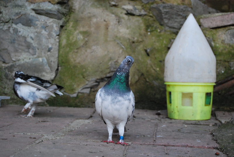 bird, two animals, solid, animals in the wild, duck, pigeon, rock, animal, rock - object, animal wildlife, focus on foreground, day, close-up, animal themes