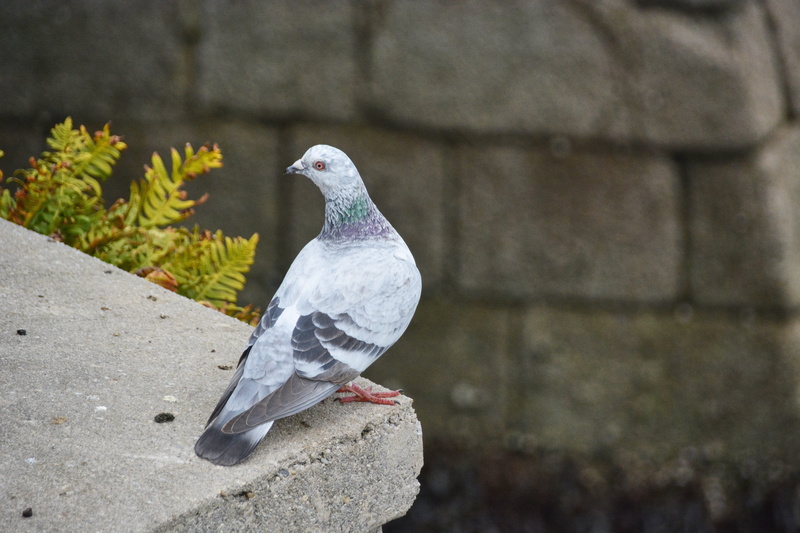 animal wildlife, Animal, wall - building feature, animal themes, nature, outdoors, plumage, ornithology, beak, rock - object, wildlife bird, no people