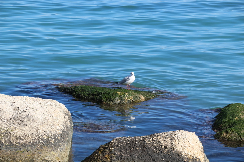 beauty in nature, water, 1080P, nature, ocean, rock - object, perching, seagull, rock, solid, rocks, animals in the wild, blue, pigeon, vertebrate, sea