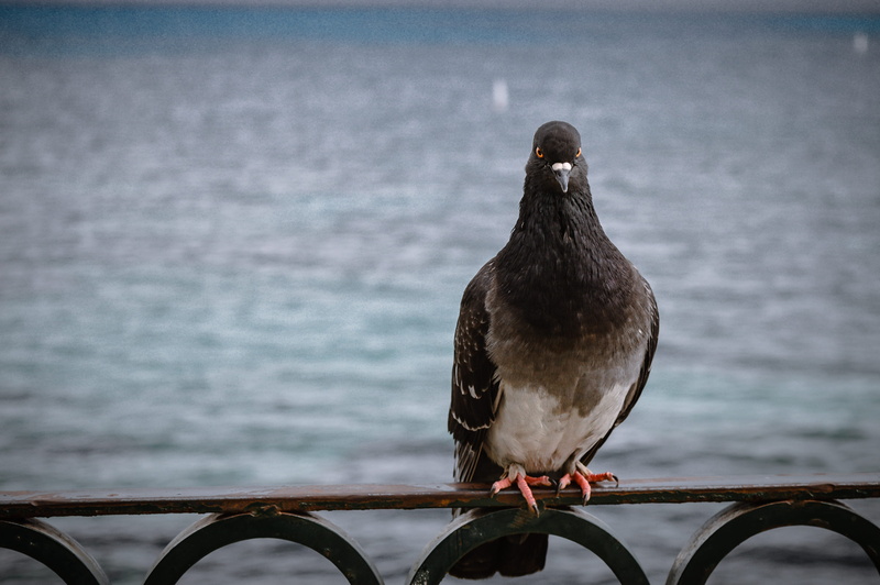 sea, vertebrate, bird, wire, pigeon, nature, dove - bird, feather, photography, full length, 4K, wild, animal themes, birds eye, wildlife, black, focus on foreground