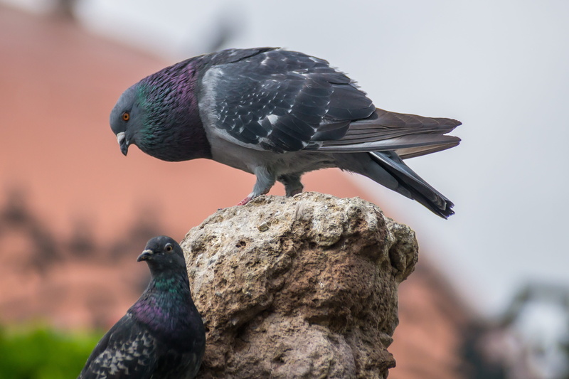 animal wildlife, perching, 2K, animals in the wild, vertebrate, day, one animal, wildlife, colorful, animal themes, close-up, forest, solid, outdoors
