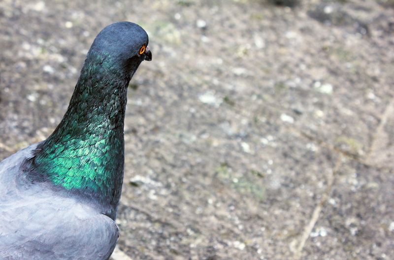 focus on foreground, neck, field, bird, rock pigeon, no people, day, columba livia, nature, color, iridiscent, pigeon, male animal, animal head, vertebrate