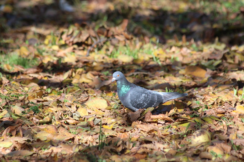 rock pigeon, 5K, day, dove, field, fauna, outdoors, pigeon, animal themes, leaf, plant part, selective focus, animal wildlife, nature, no people, leaves