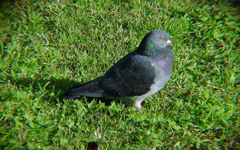 bars, differences, rock, men, variable, pale, wild, color, black, domestic, feral, pattern, two, gray, 2K, pigeons, women, country