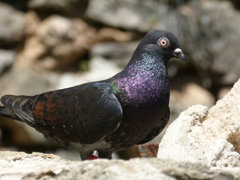sunlight, pigeon, no people, animal, 2K, day, montsant, focus on foreground, pigeon racing, race, vertebrate, bird, rock, vol catalan colom, black color
