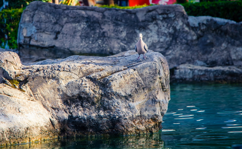 animals in the wild, bird, focus on foreground, water, nature, perching, stone, day, perch, gray, river, animal, rock, 4K, one animal, beach, vertebrate
