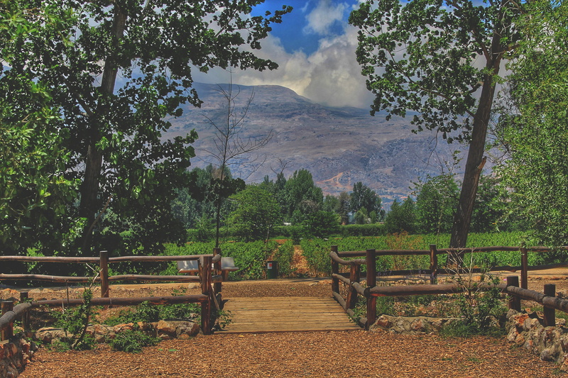 tree, tranquility, non-urban scene, outdoors, nature, cloud - sky, day, sky, mountain, environment, growth, no people, green color, field, landscape, lebanon