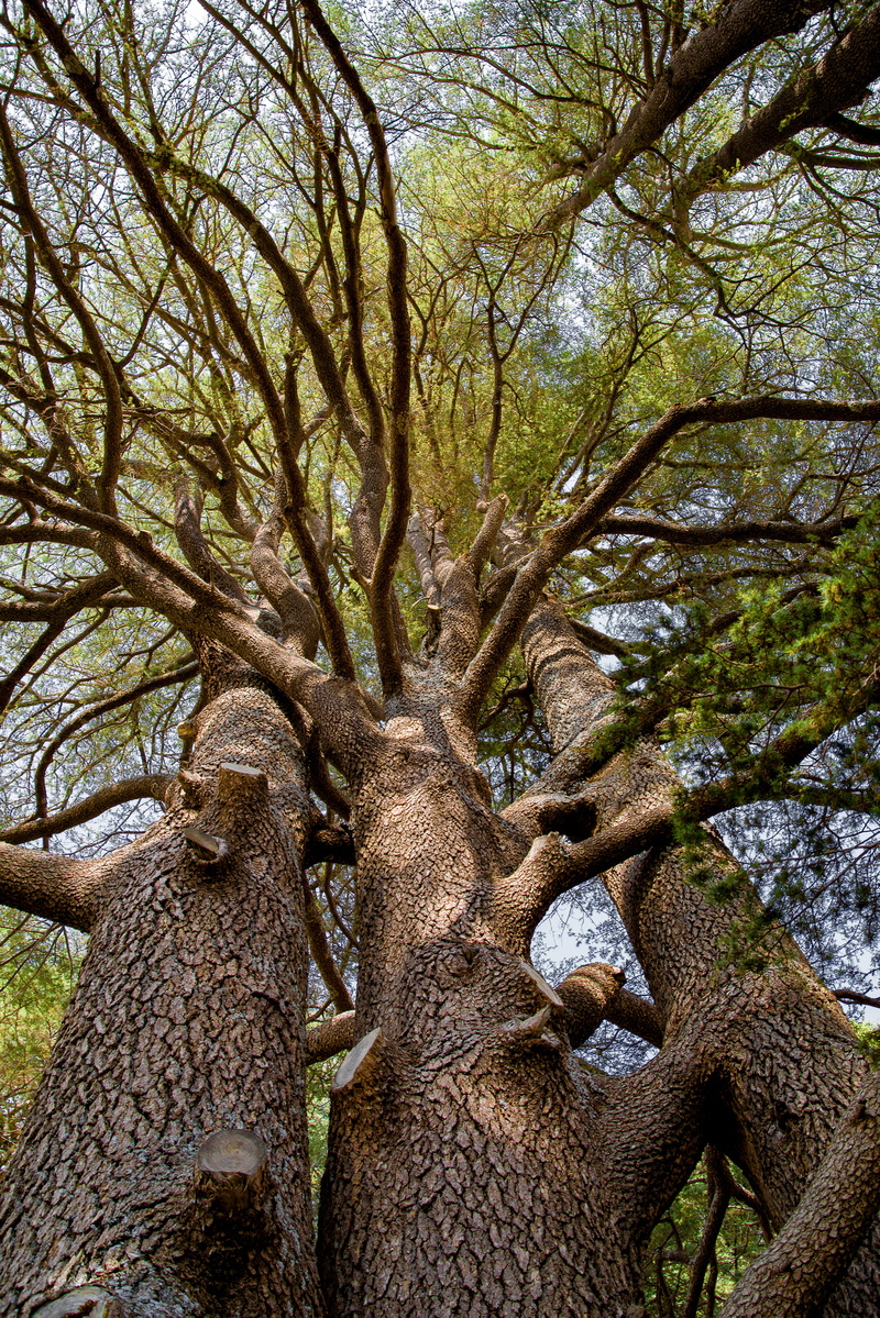 animal wildlife, nature, herbivorous, cedar, tranquility, day, animals in the wild, land, woodland, no people, ancient, branch, lebanon, wood, mammal, trunk
