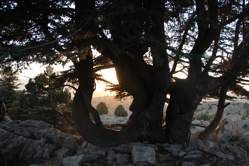 growth, 5K, outdoors, land, sunlight, tree, tranquil scene, rock, sky, nature, trunk, plant, sunset, lebanon, branch, scenics - nature, tree trunk, no people