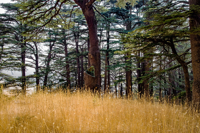 tree, field, tranquility, nature, 5K, day, pine woodland, coniferous tree, no people, growth, land, landscape, grass, outdoors, lebanon, plant, conifer