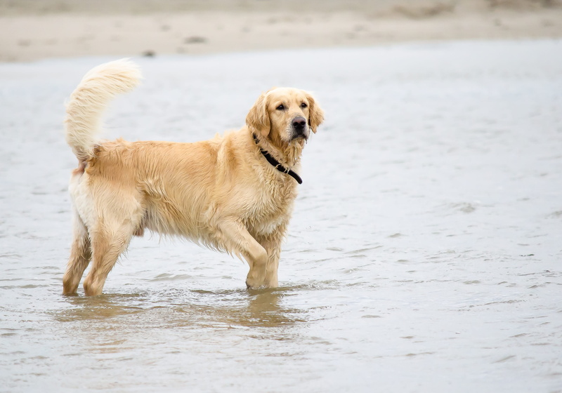 Pet, one animal, holidays, pets, 4K, holiday, vertebrate, Beach, hundeportrait, animals And Pets, running, canine, no people, domestic animals, action