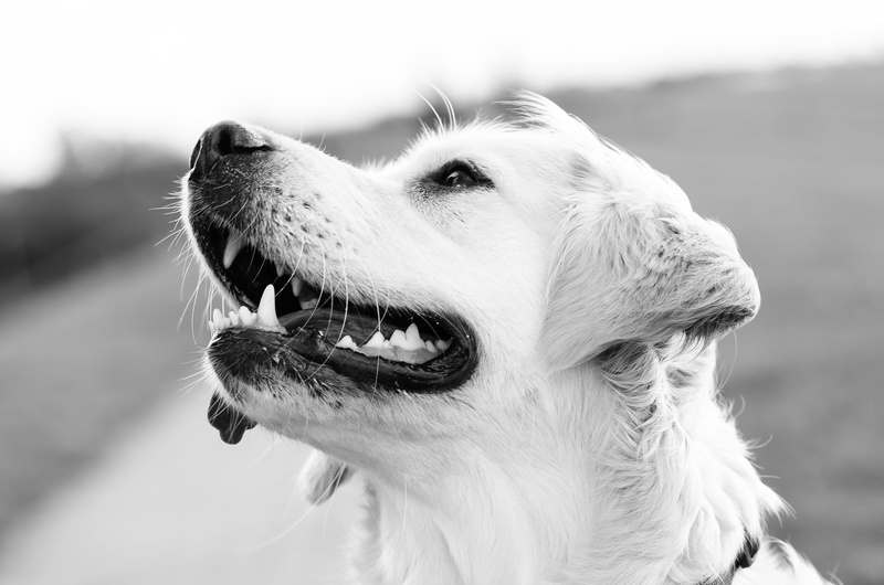 golden retriver, plays, pets, close-up, dog portrait, dog runs, mammal, animal body part, looking, snout, dog in the forest, sigma 105mm, vertebrate, cute