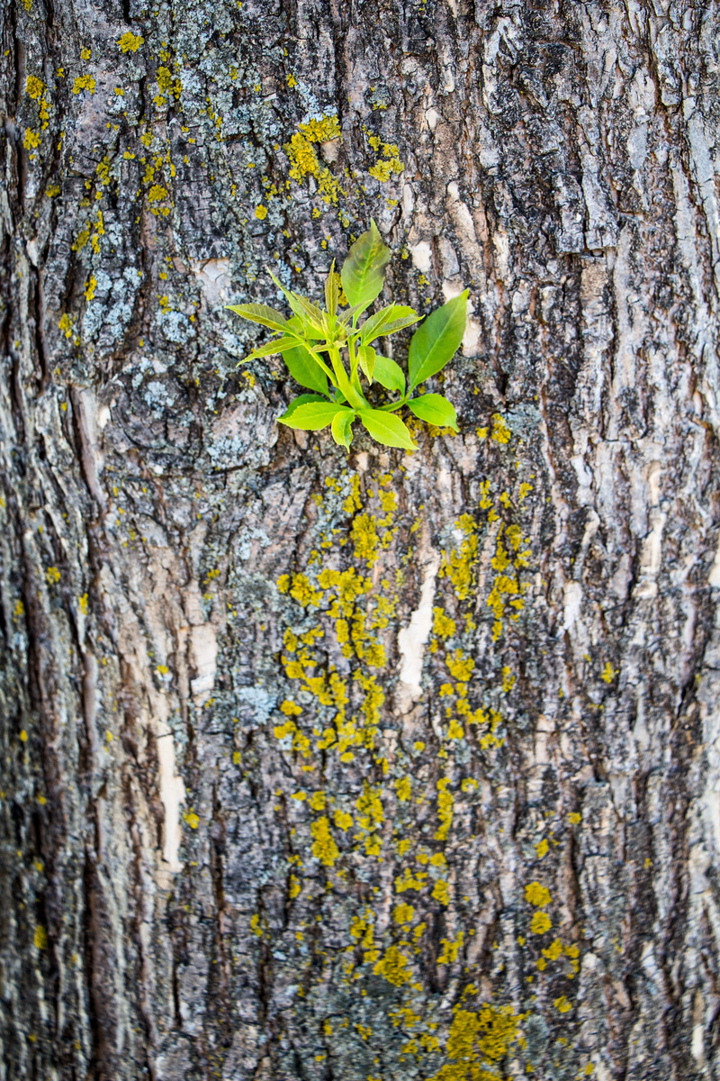 textured, close-up, plant, outdoors, flower, branch, maple, Bark, tree, green, North, Growth, color, tree trunk, trunk, golden, Tree, farming, environment
