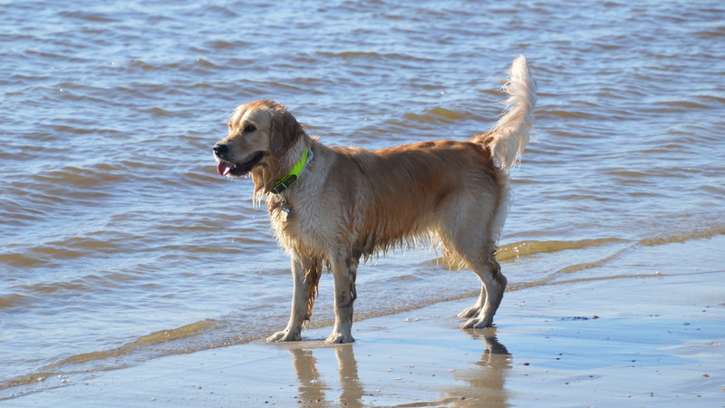 domestic, golden retriever, 2K, vertebrate, sea, looking, land, dog, nature, wet, water, one animal, beach, day, animal, motion, callantsoog, no people