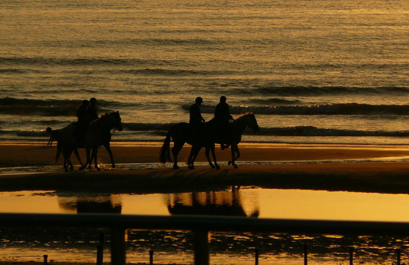 twilight, lifestyles, travel, mammal, abendstimmung, sea, nature, landscape, group of animals, mirroring, animals, animal wildlife, reflection, sunset