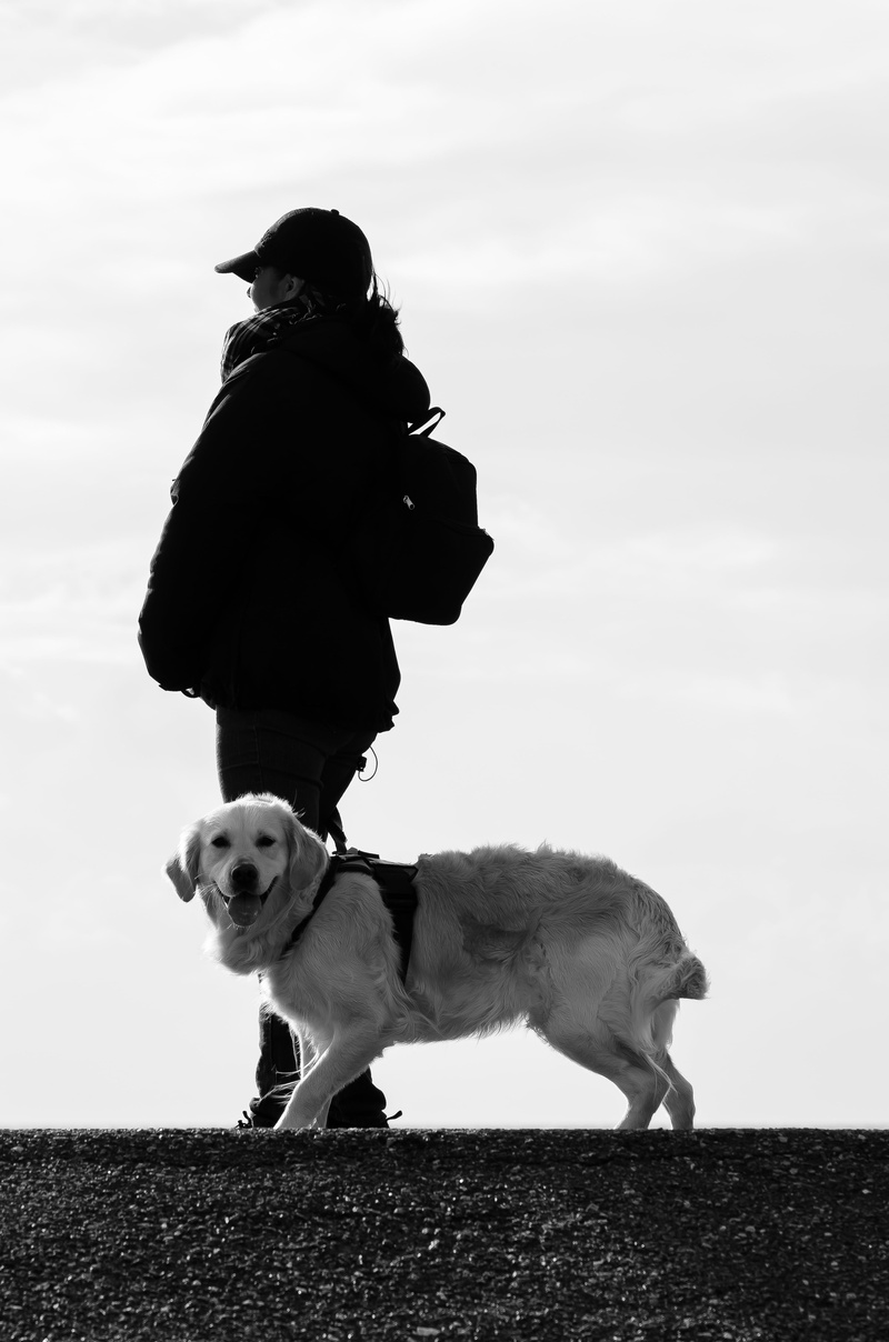 cloud - sky, dog portrait, pet owner, golden, golden retriever, full length, outdoors, retriever, 4K, dog human, daytime, sky, labrador, walk, portrait