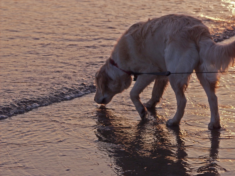 mammal, nature, horse, animal wildlife, animal themes, standing, beach, drinking, one animal, land, day, no people, animal, water, livestock, outdoors