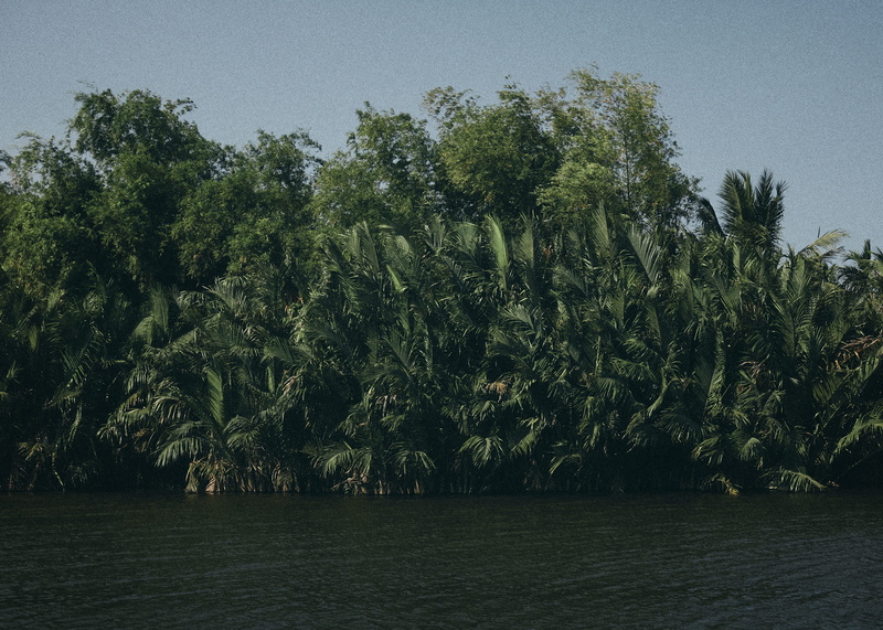 jungle, growth, non-urban scene, exotic, tranquil scene, land, jurassic, tranquility, green color, travel, environment, waterfront, sky, shoreline, mekong delta