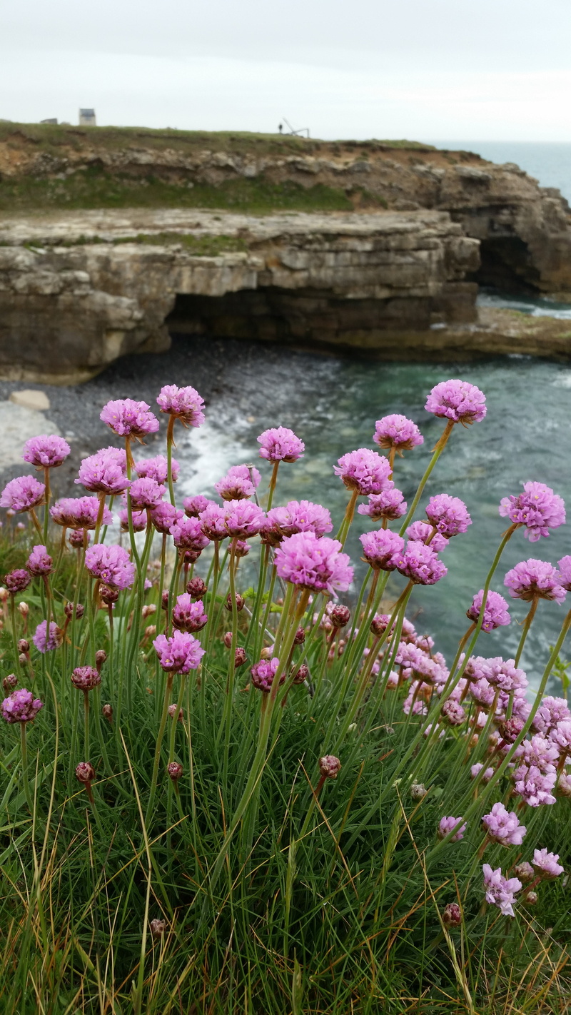 flowering plant, shore, no people, clifftop, flower, freshness, rocks, 5K, beauty in nature, dorset, summer, growth, british, water, land, seaside, sky