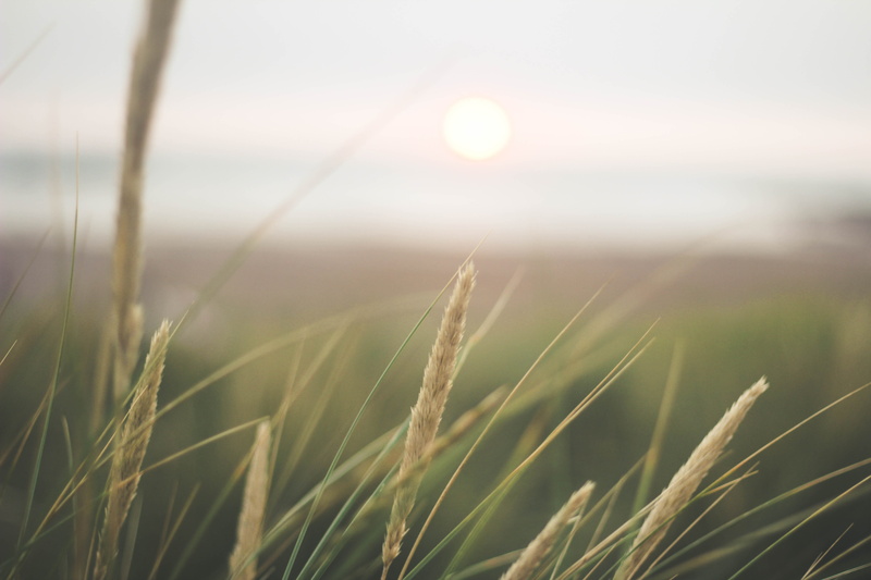 5K, sky, land, tranquil scene, sun, rural scene, lens flare, growth, tranquility, crop, landscape, outdoors, united kingdom, bude, environment, wheat