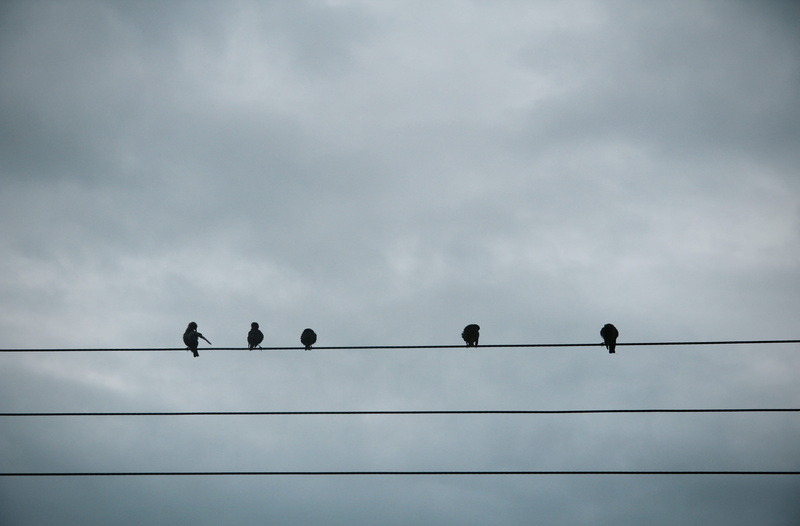 large group of animals, cloud - sky, connection, no people, cornwall, bude, silhouette, birds, telephone line, animal themes, animal wildlife, nature, animal