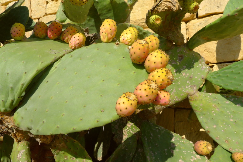plant, valletta, exotic, prickly pear, high angle view, succulent plant, outdoors, thorn, sunlight, green color, gozo, mediterranean, beauty in nature