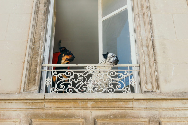 low angle view, antik, day, photo, adult, outdoors, animal themes, domestic, representation, frenche, railing, vacation, building exterior, dogs, dalmatian