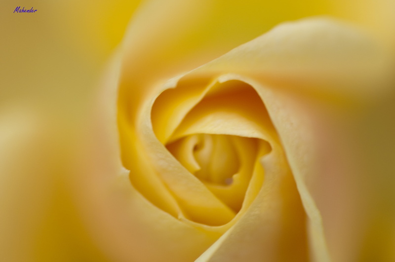 Watermarked, photography, nature, bokeh, sigma, flower, close-up, macro photography, macro, rose - Flower, sharp, d90, yellow Rose, Macro shot, rose, 4K