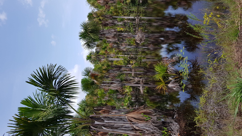 trunk, coniferous tree, sky, marsh, growth, reflection, swamp, no people, presidente figueiredo, forest, jungle, brazil, palm tree, vegetation, roraima