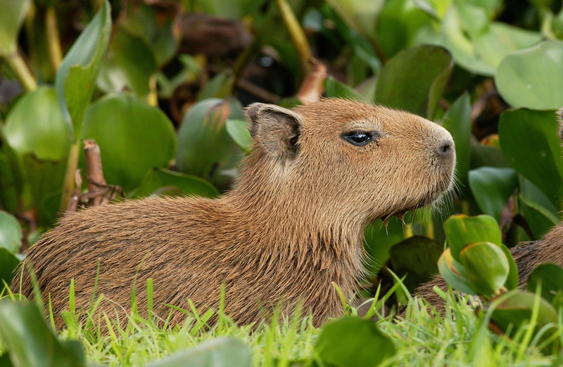 one animal, land, nature, Wild, Capybara, outdoors, cute, mammal, animal wildlife, no people, brown, plant part, leaf, vertebrate, plant, side view, 1080P