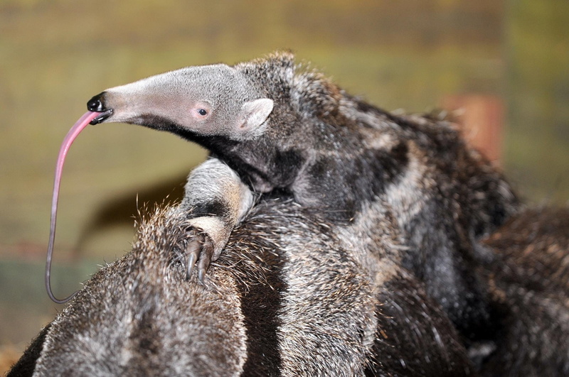 anteater, 1080P, vermilingua