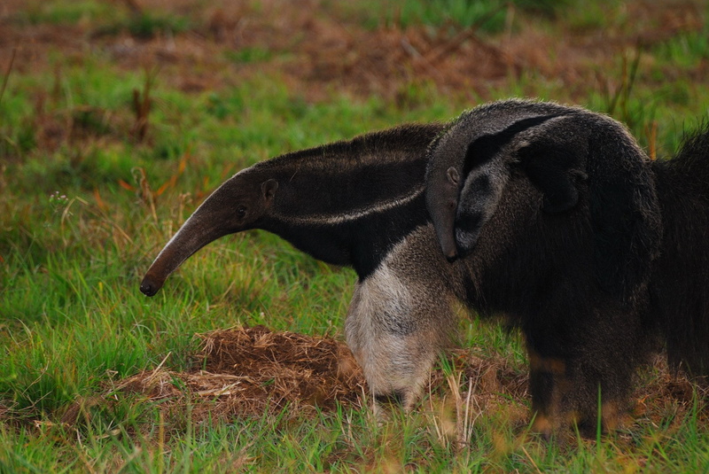 side view, mammal, vertebrate, no people, grass, herbivorous, animal wildlife, land, focus on foreground, field, Vermilingua, close-up, day, one animal