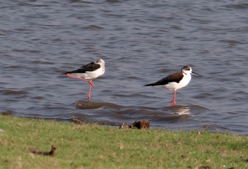 animal themes, seagull, animals in the wild, bird, beach, pied stilt, black-winged stilt, sea, land, outdoors, common stilt, group of animals, water, wader