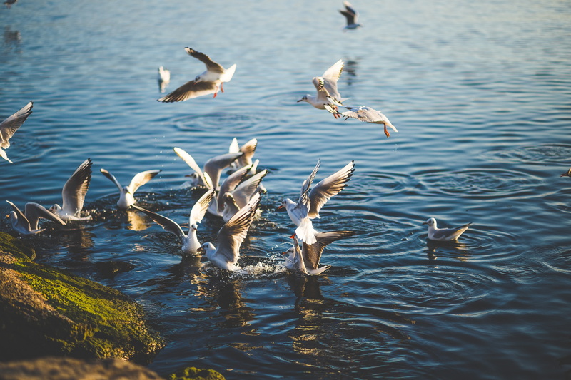 pond, birds, 5K, lake, nature