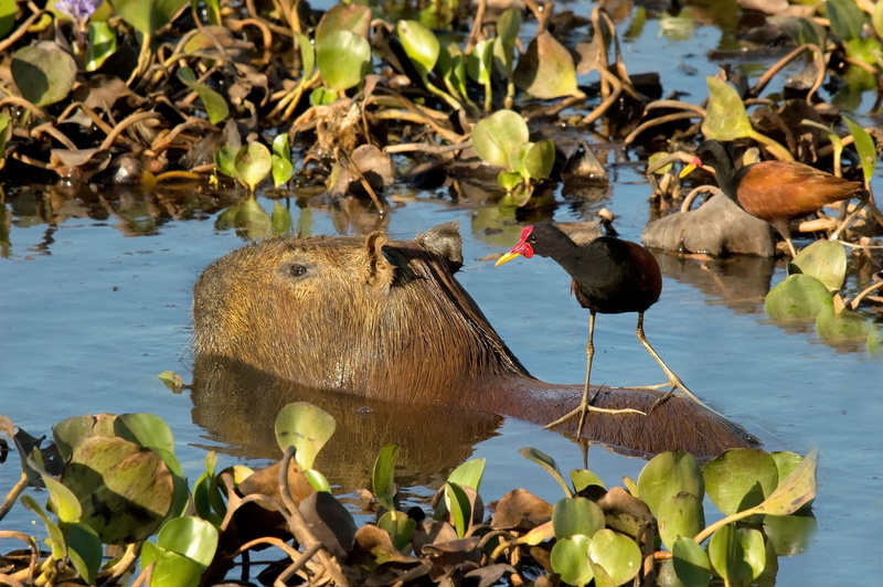 capybara, taxi, reflection, vertebrate, leaves, nature, 2K, outdoors, animal, bird, plant, species, swamps, animal themes, animals in the wild, group of animals