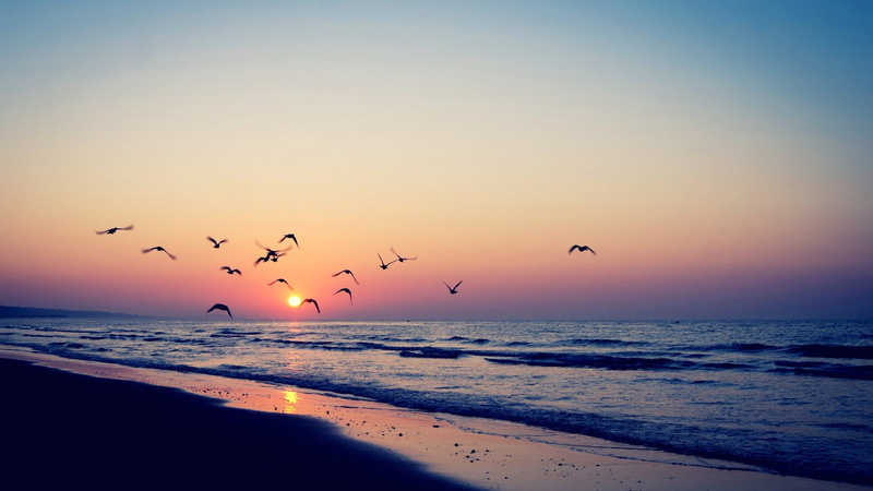 sea, birds, beach, horizon over water, flock of birds, animal, flying, sunlight, animal themes, scenics - nature, land, sunset, animals in the wild, 1080P