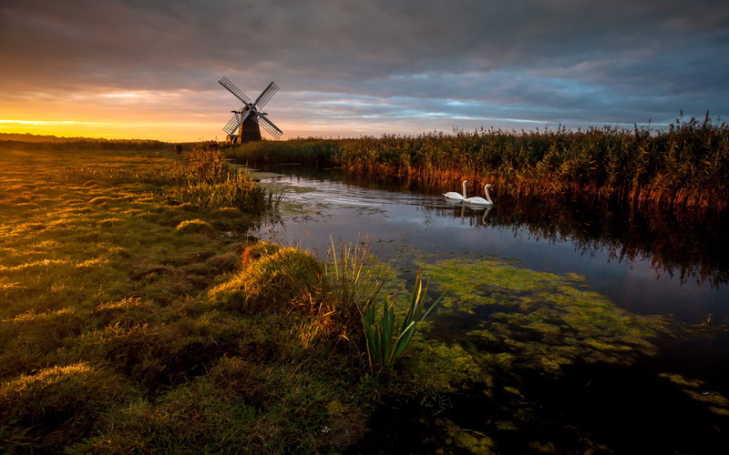 sunset, grass, swan, nature, hd, windmill, pond, bird, 1080P