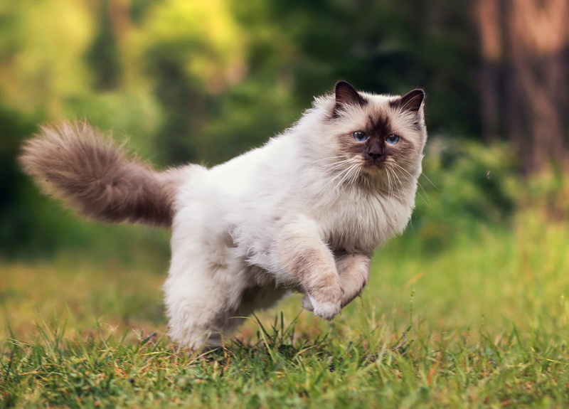 Blue Eyes, 1080P, Cats, Jump, Himalayan Cat, Cat
