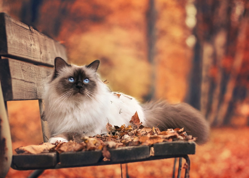 Animal, Cats, 1080P, Himalayan Cat, Bench, Fall, Forest, Cat