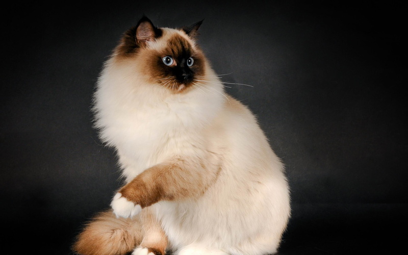 photo, animal themes, contemplation, whisker, white, pets, no people, persian cat, cat, studio shot, vertebrate, mammal, one animal, domestic animals