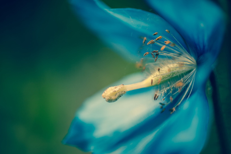 Himalayan blue poppy, macro, animal wildlife, day, animal, petals, swimming, invertebrate, one animal, flower, animal themes, 1080P, sea life, undersea
