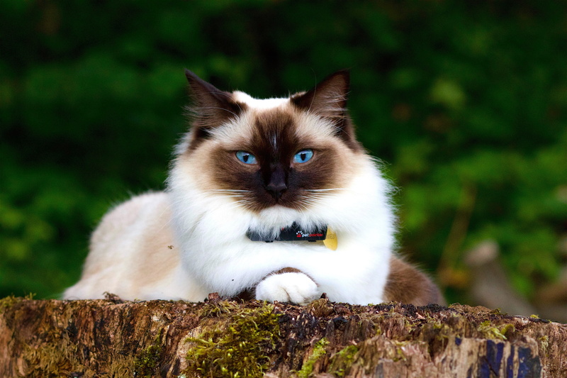 nature, animals in the wild, whisker, domestic animals, domestic cat, vertebrate, portrait, day, no people, himalayan, animal wildlife, 5K, focus on foreground