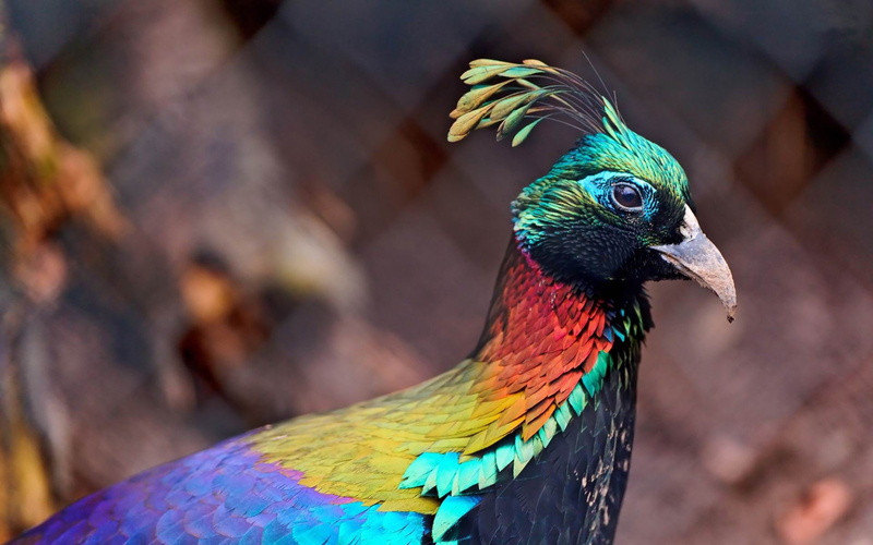 animal, himalayan, peacock, bird, animal head, animal wildlife, vertebrate, one animal, 1080P, multi colored, focus on foreground, animals crest, wallpape