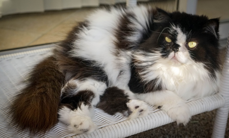 pet, paw, Cute, Cat, Portrait, young, relaxation, domestic, mammal, high angle view, animal themes, himalayan persian, one animal, Persian, white, home interior