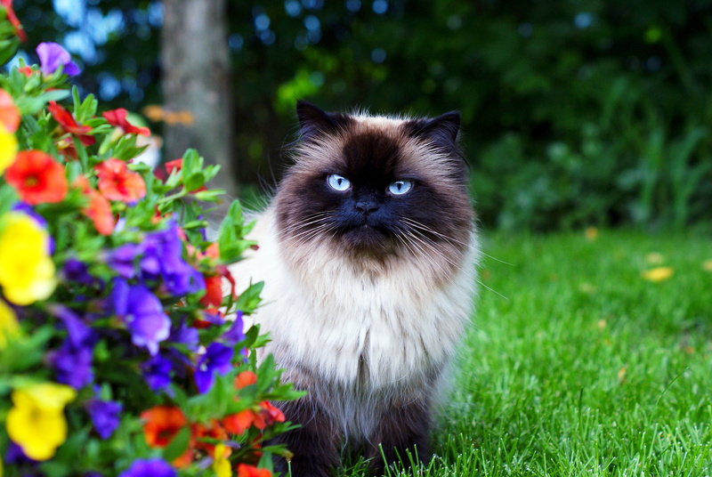 long, animal Eye, no People, beauty, mammal, playful, animal Hair, brown, grass, whisker, looking, animal themes, beautiful, fun, blue, fur, fluffy, plant