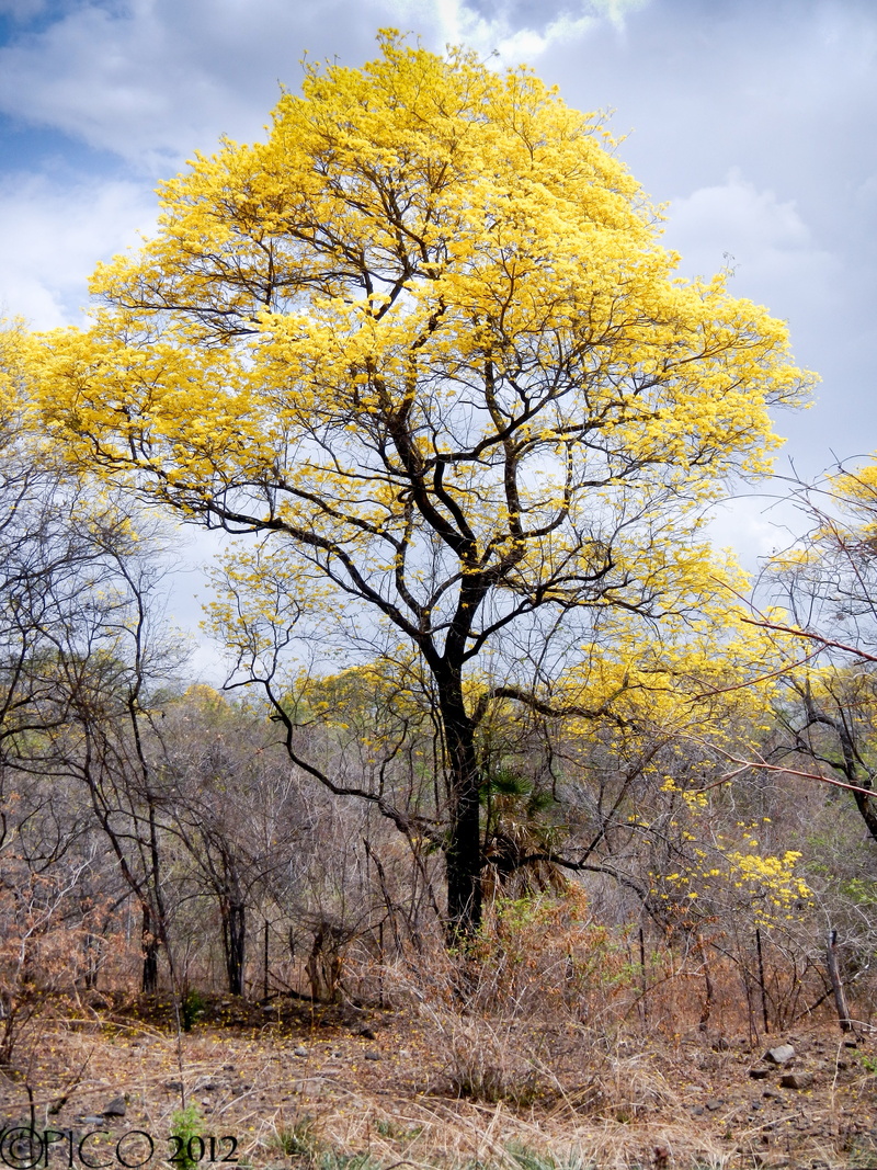 tranquil scene, outdoors, yellow, land, Venezuela, plant, nature, Araguaney, beauty in nature, no people, cloud - sky, branch, low angle view, Landscape
